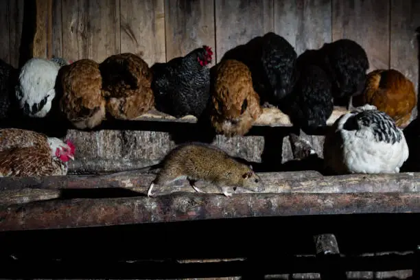 Come proteggere le galline: scegli un pollaio anti ratto
